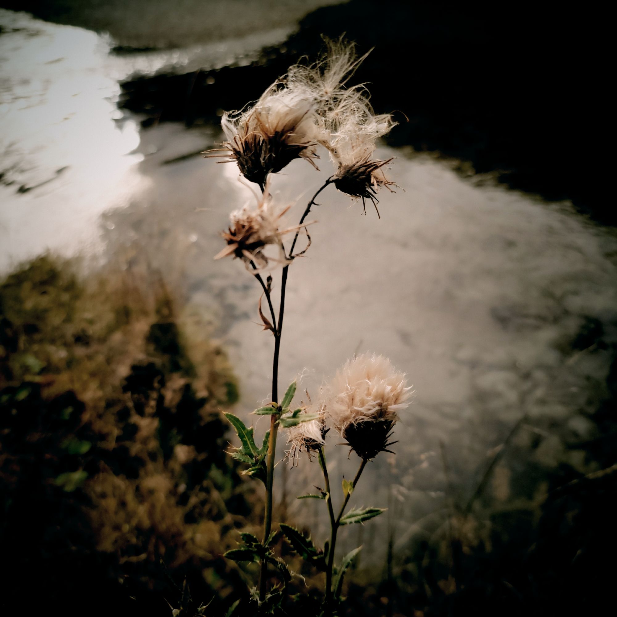 A fading thistle in front of a river bed.