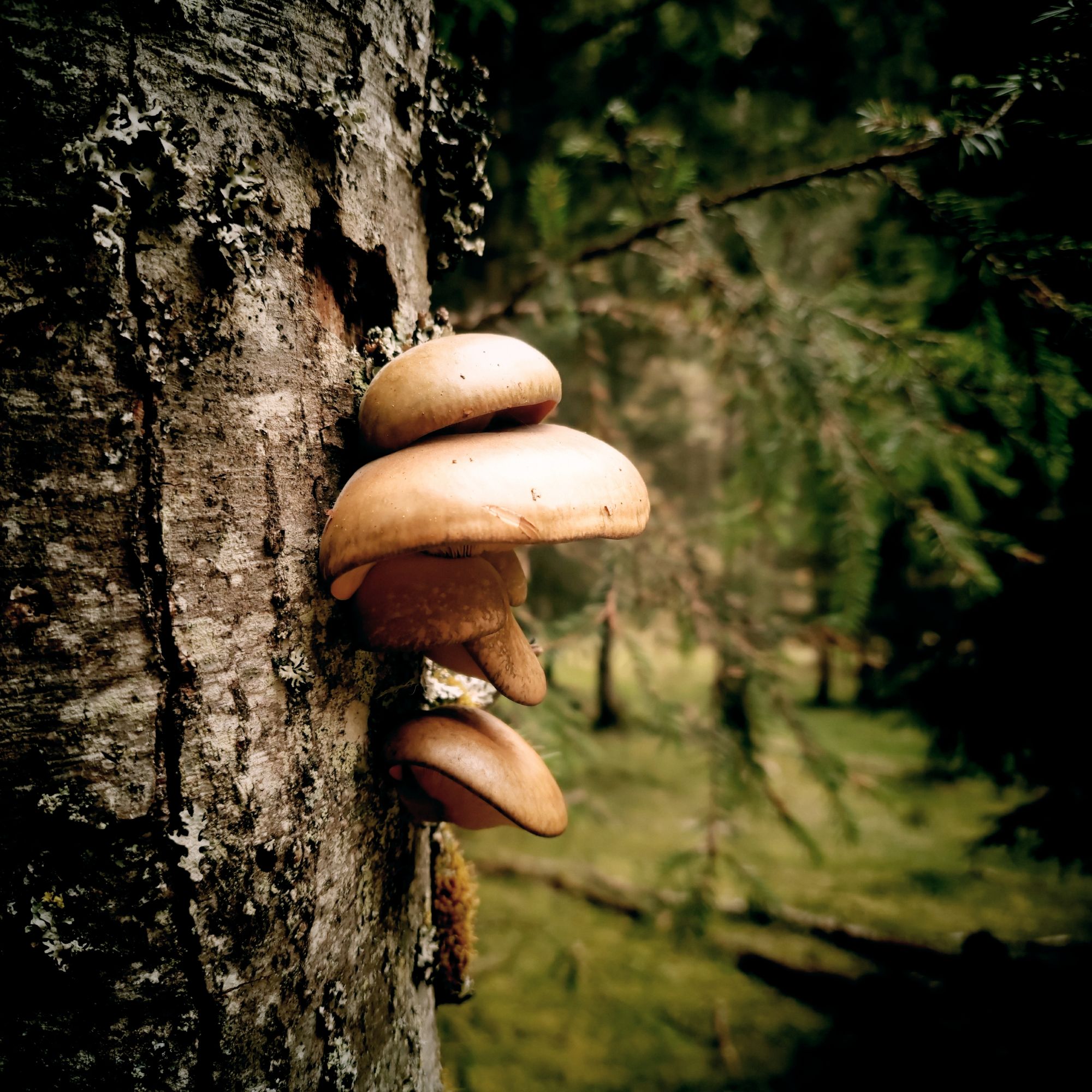 Mushrooms on a tree.