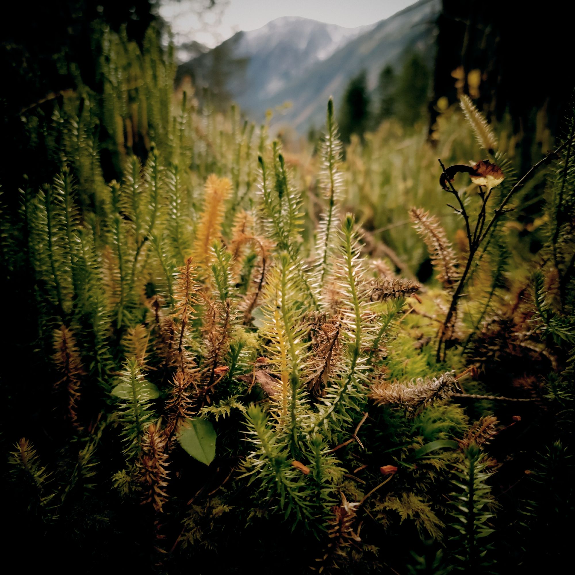 Moss structure in front of a mountain site.