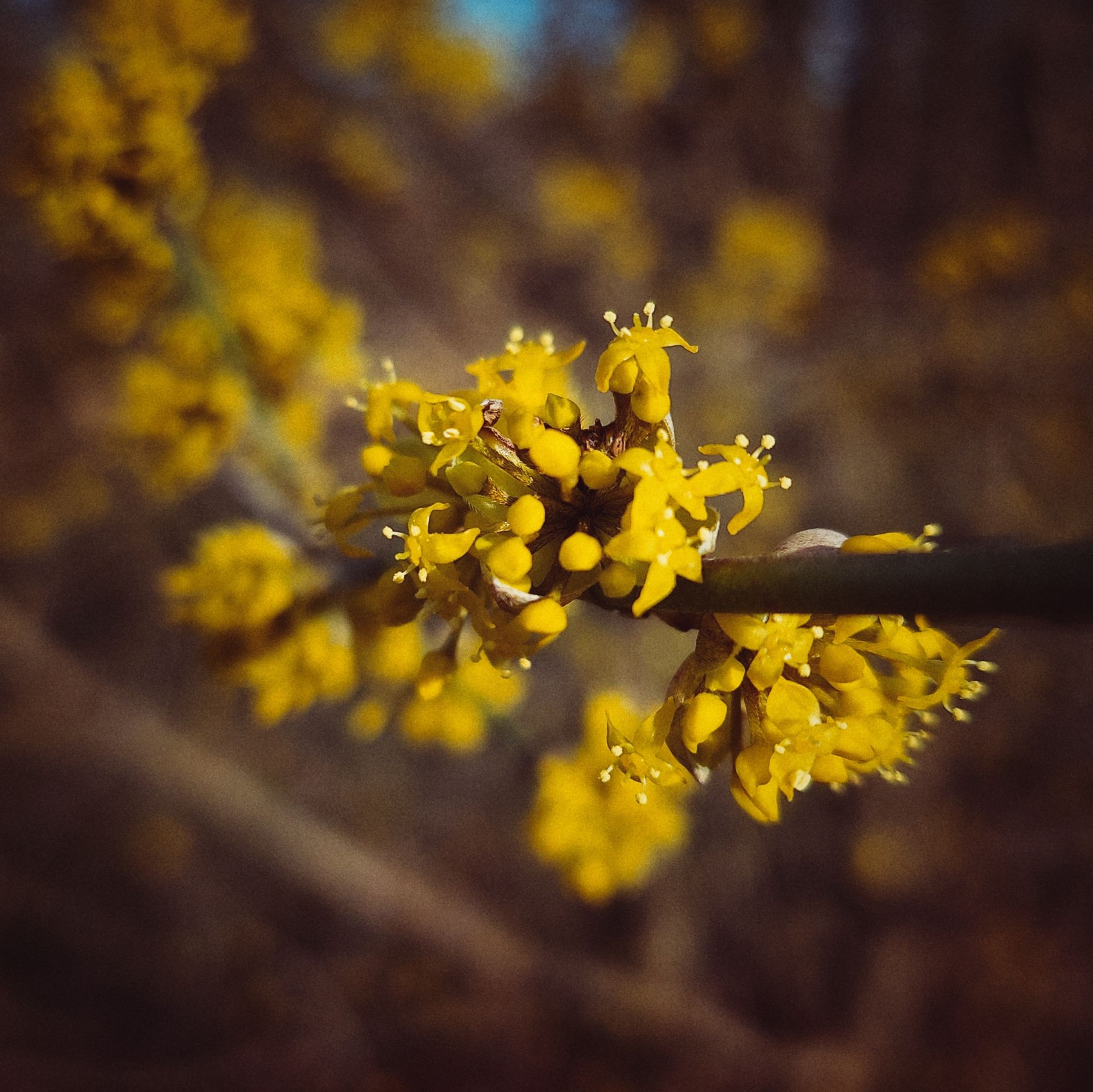 Early spring blossoms