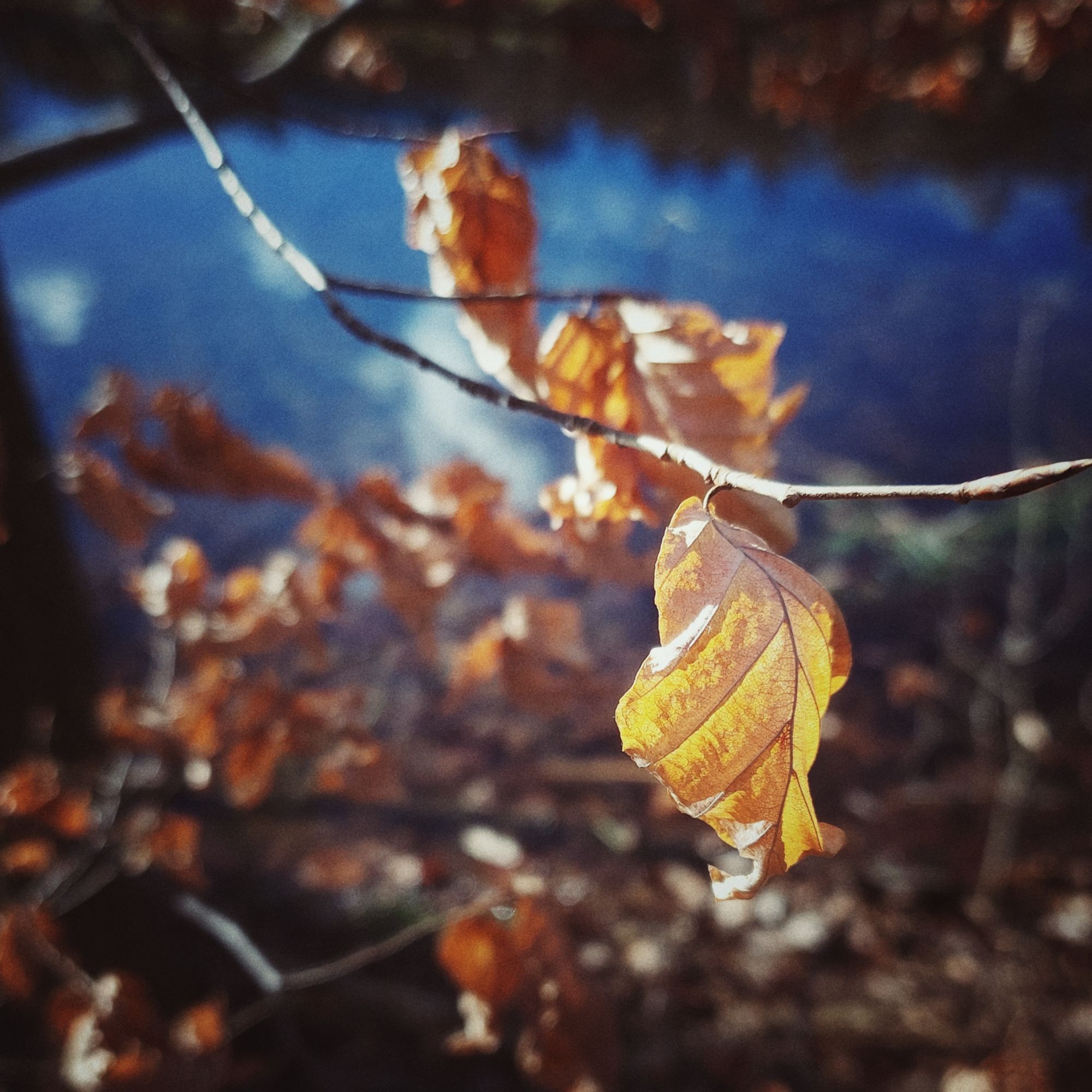 Beech leaves and a pond behind. 