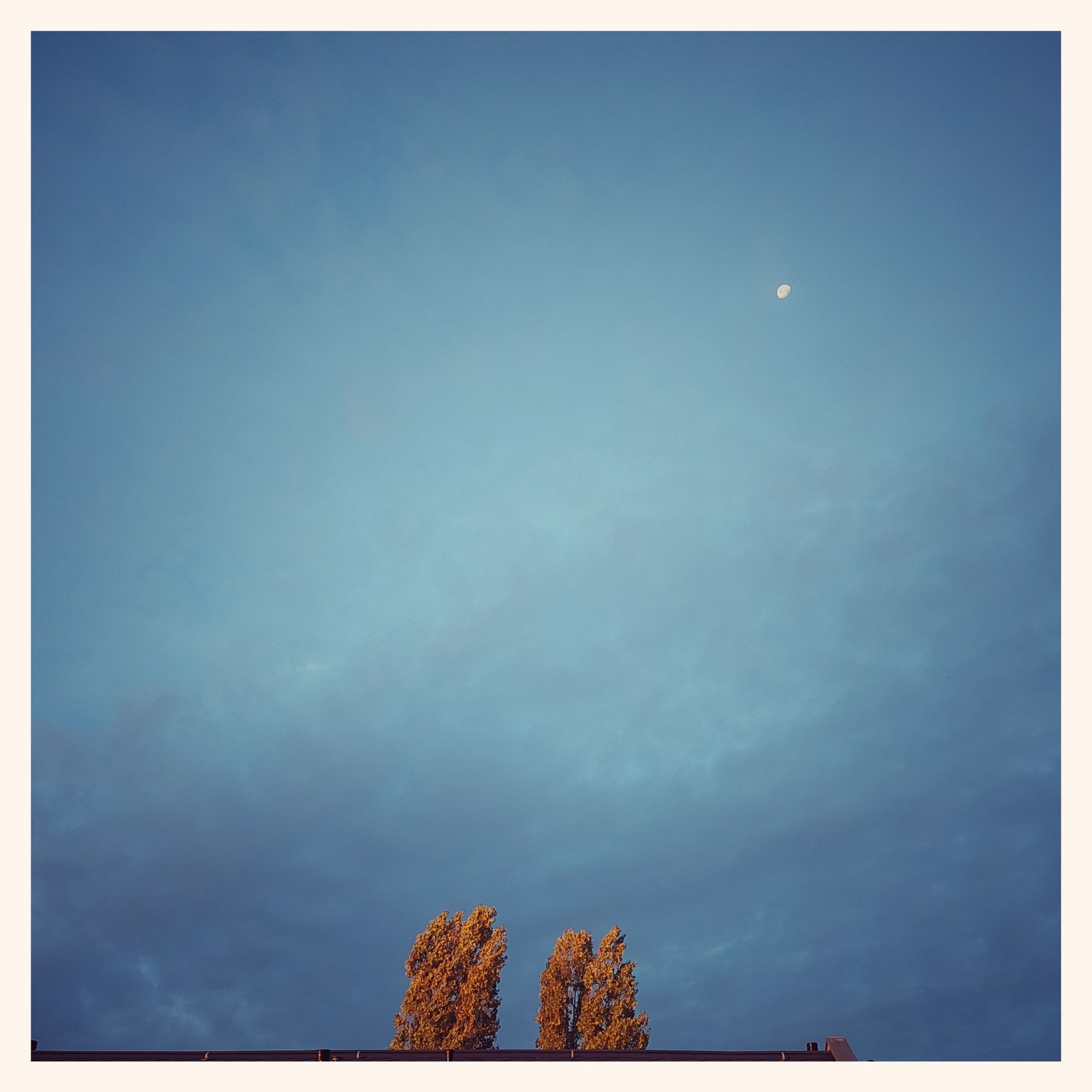 Morning sky. Sunrise light in two trees. A waning moon in thin clouds.