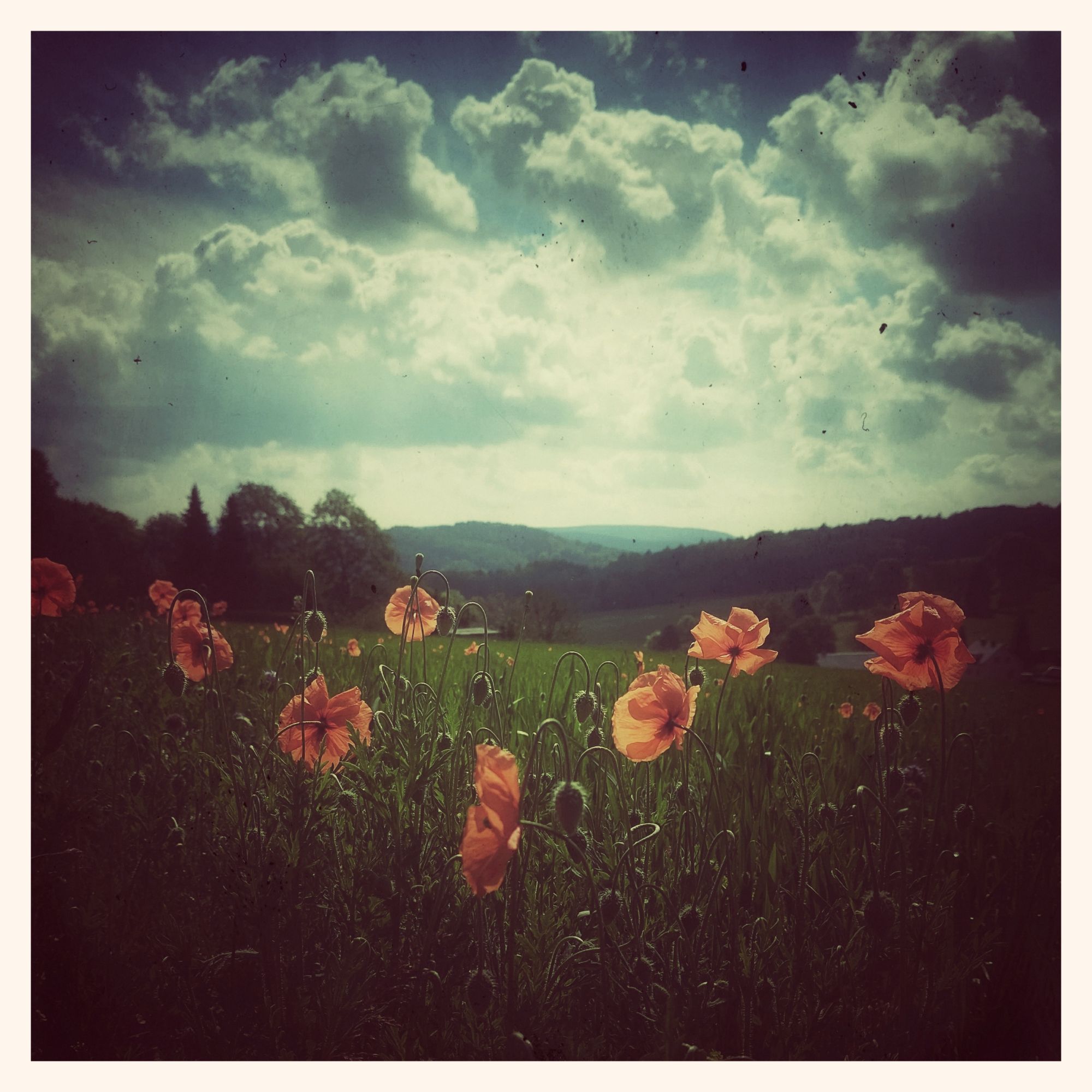 Early poppies in a dense meadow. Wild clouds above.