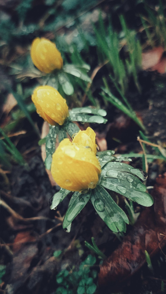 First winter aconites with water droplets on the leaves.