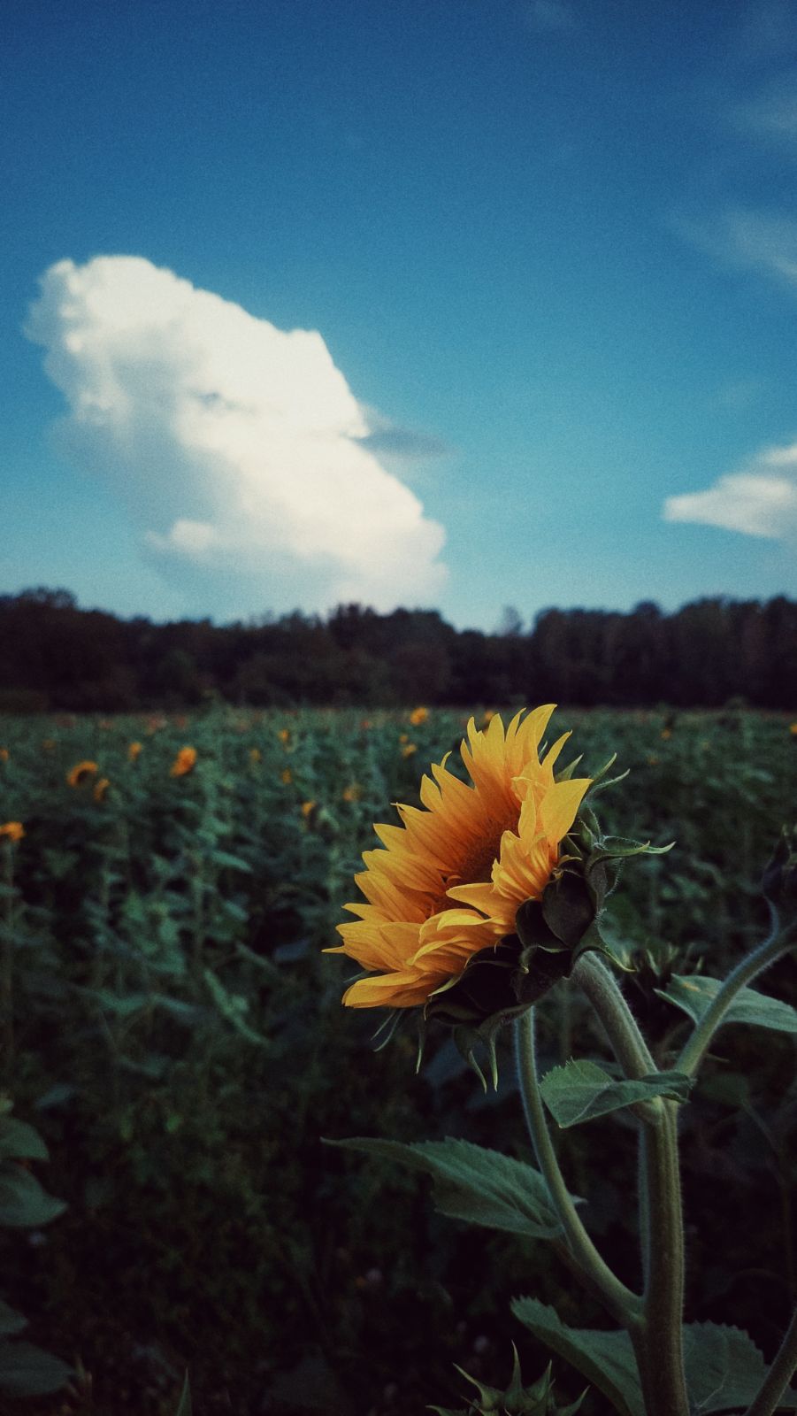 Sunflowers, evening sky, a huge cloud building up over the forest.