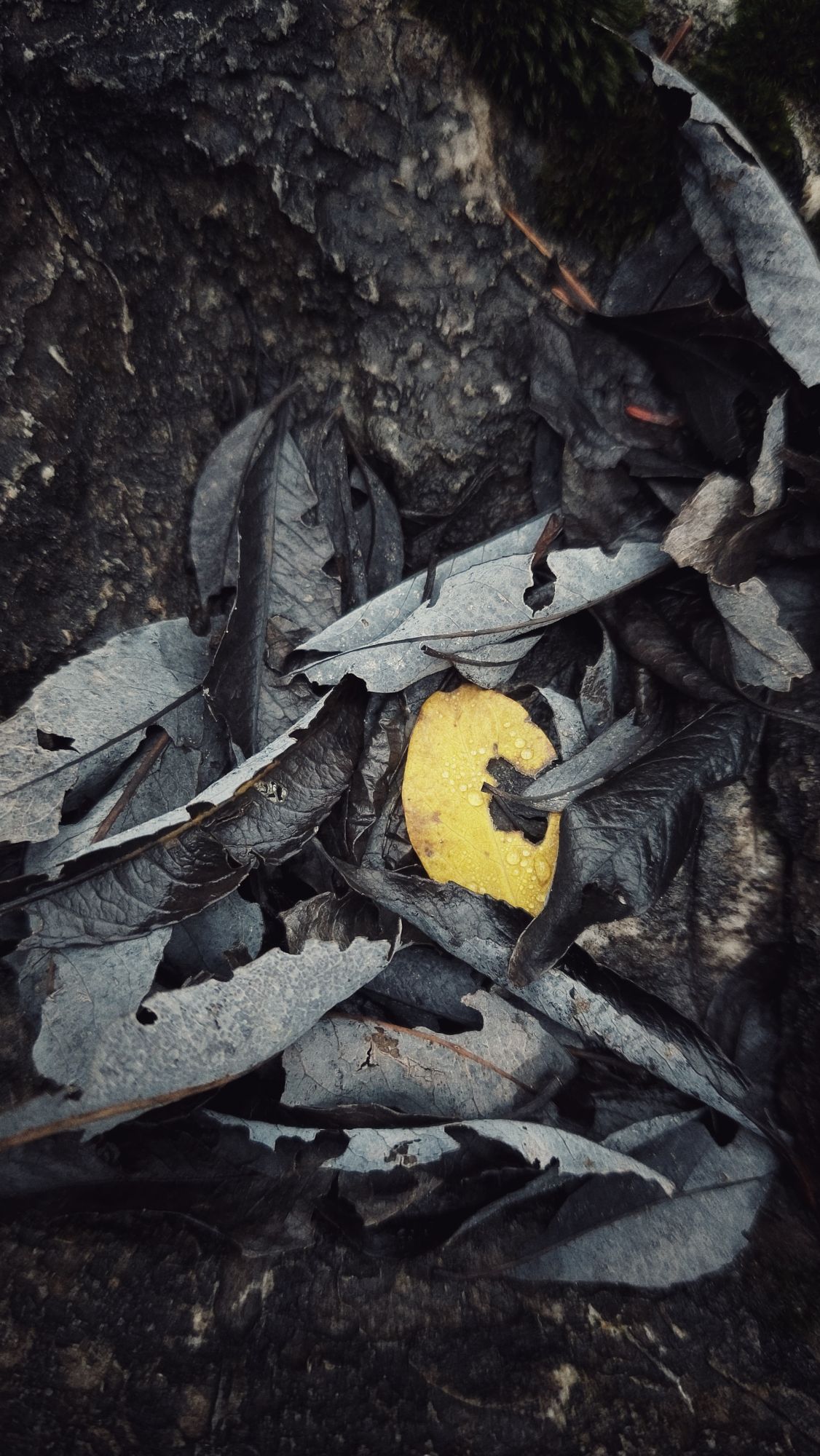 Black leaves and a yellow one in between, on a black rock.