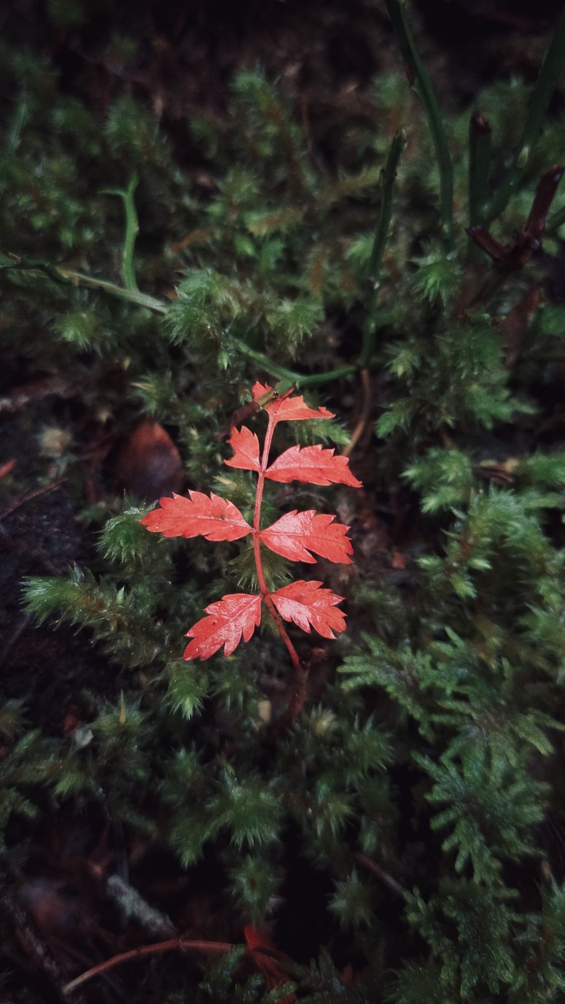 A small red twig of a plant on a bed of moss.