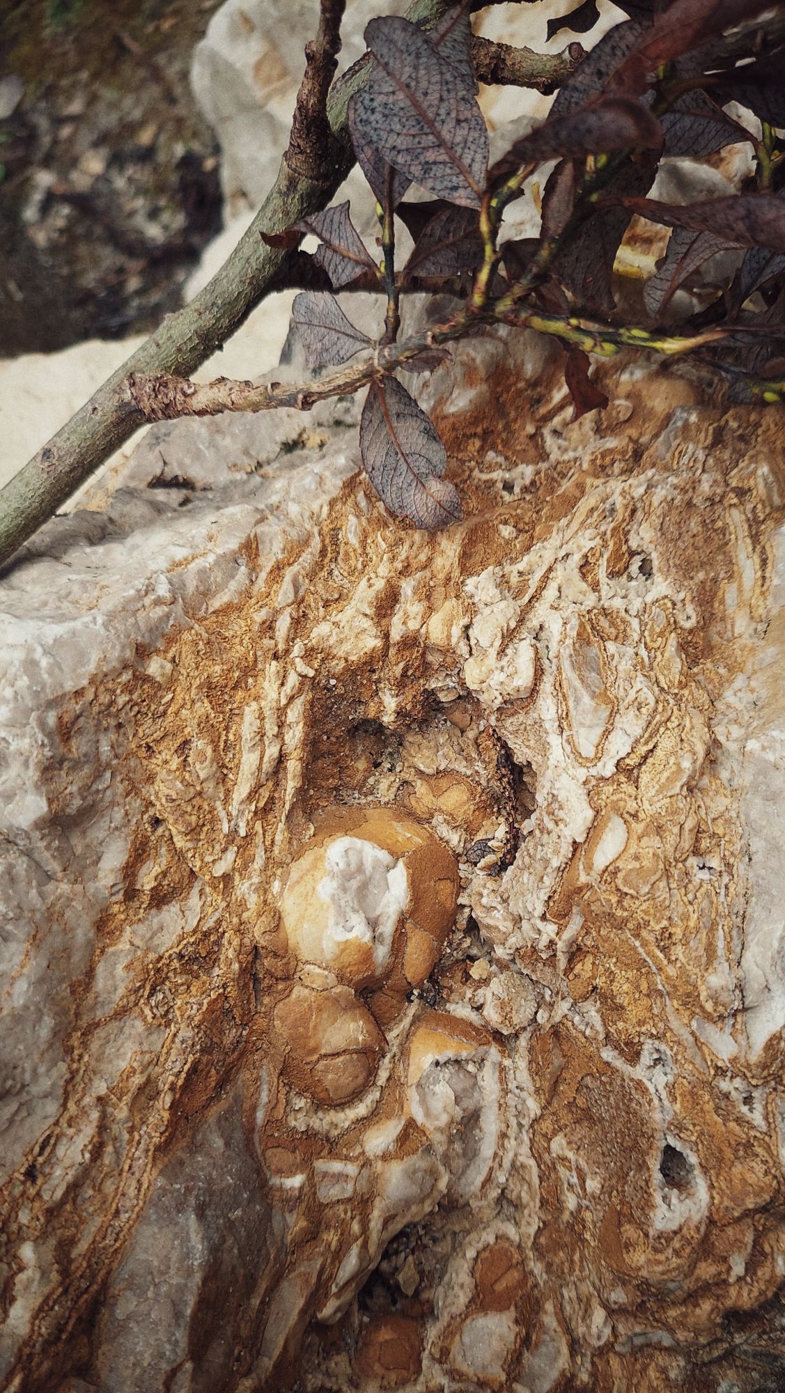 A stone with inclusions of minerals, most likely quartz. A branch and leaves of a tree above.