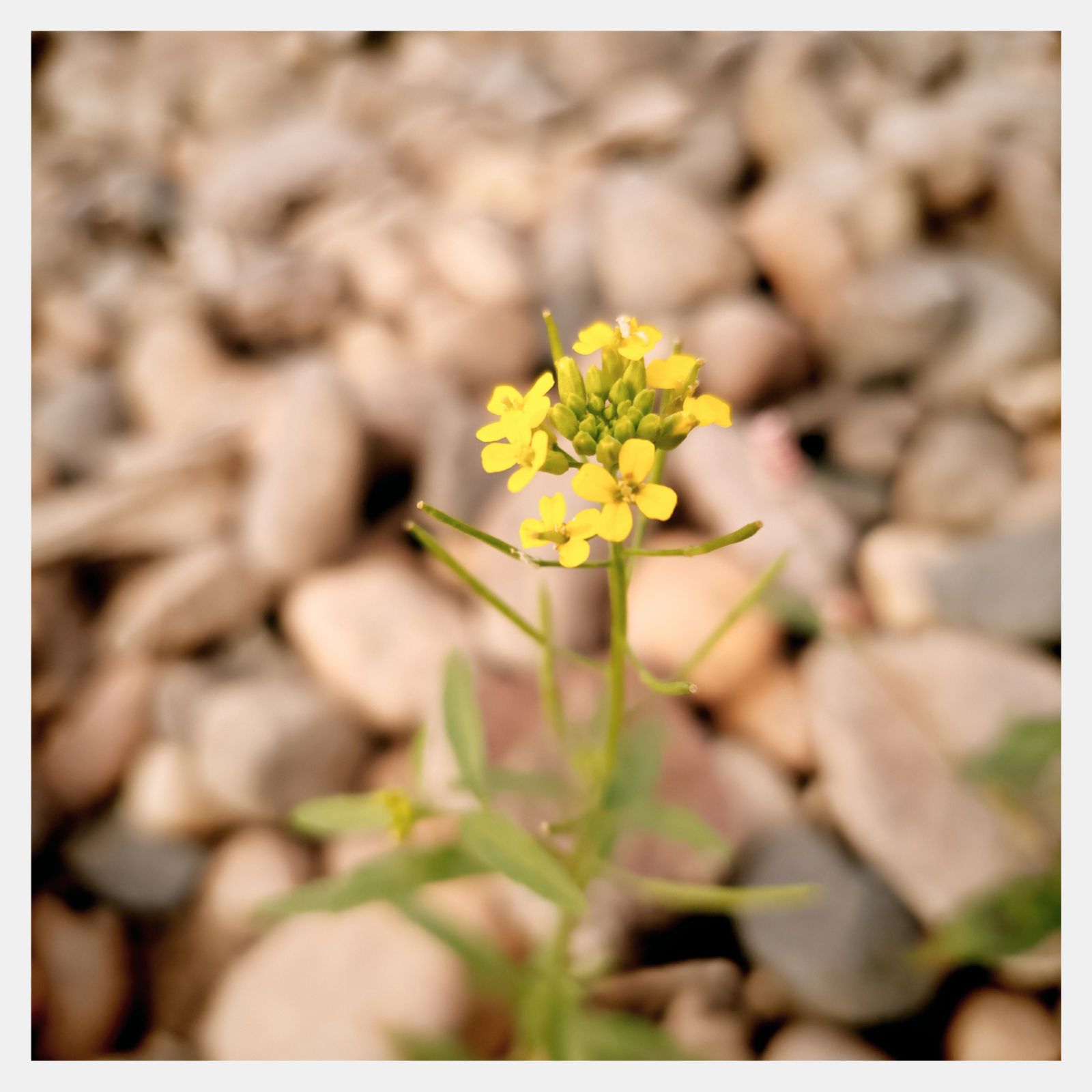 A yellow bunch of blossoms in front of blurred beach stones.