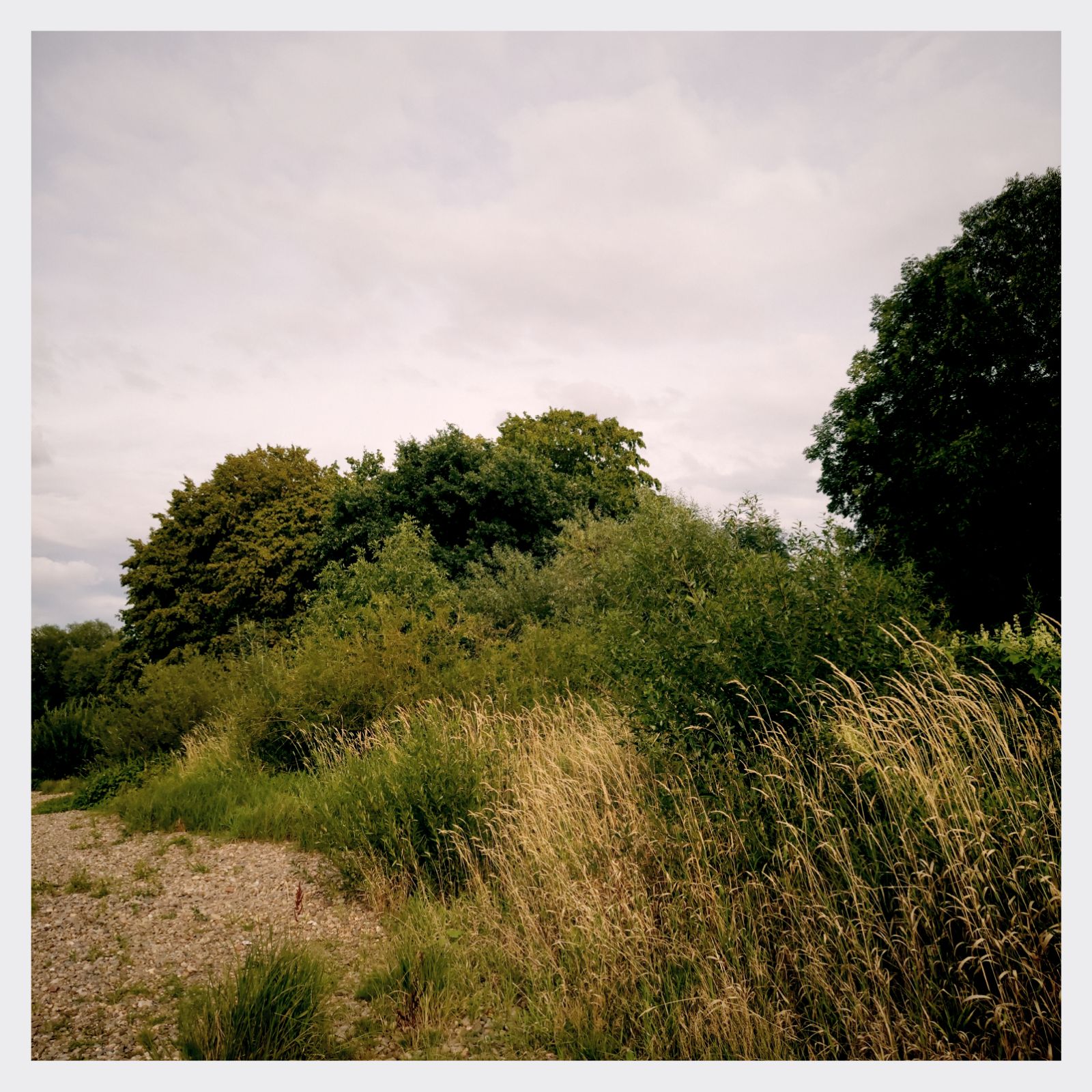 Bushes and trees behind a stone beach.