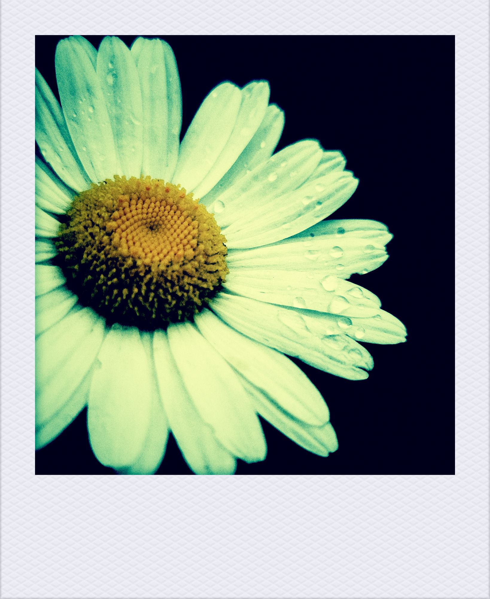 Weiße Blüte, mit Regentropfen auf den Blättern. 