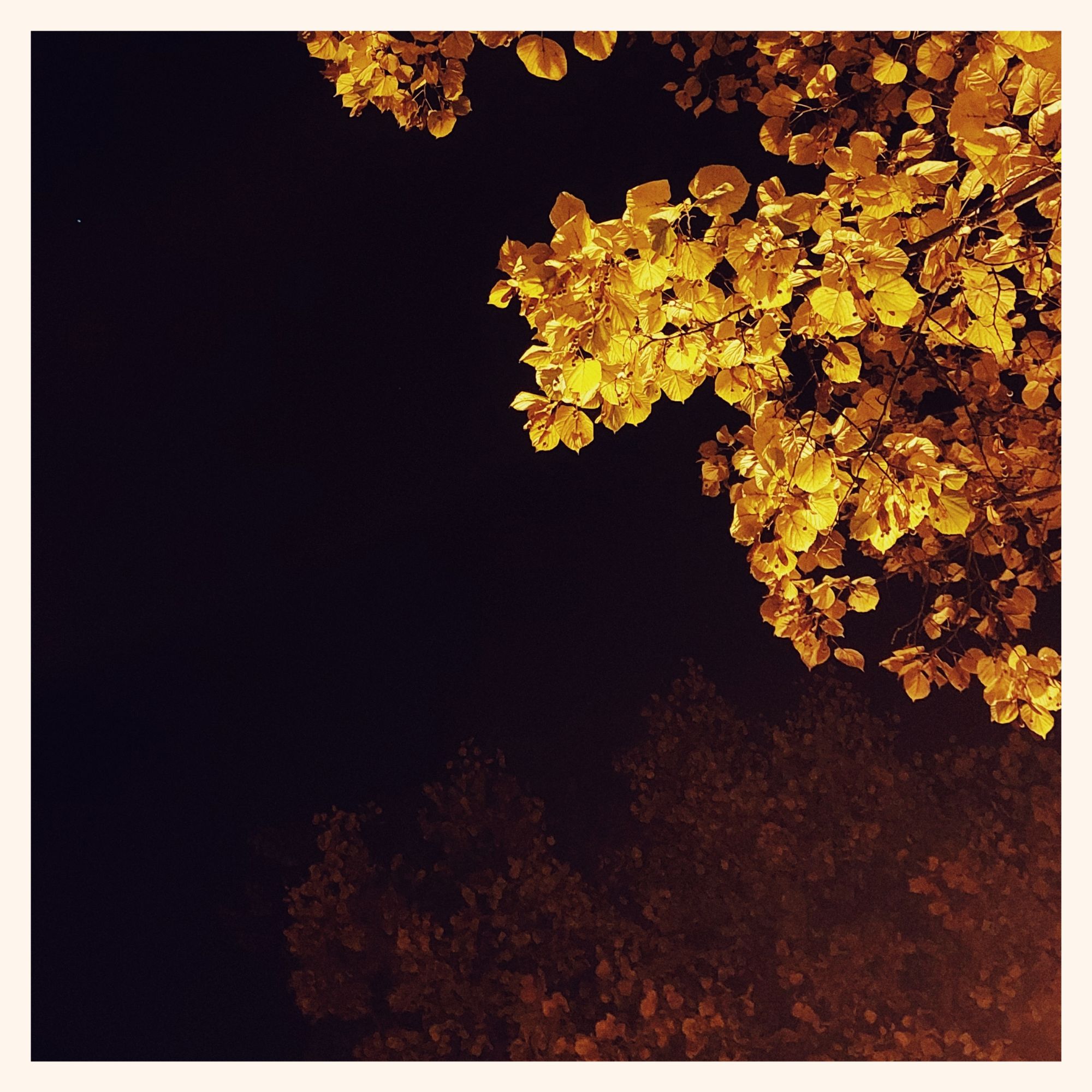 Bright golden leaves in lantern light. A black sky above.