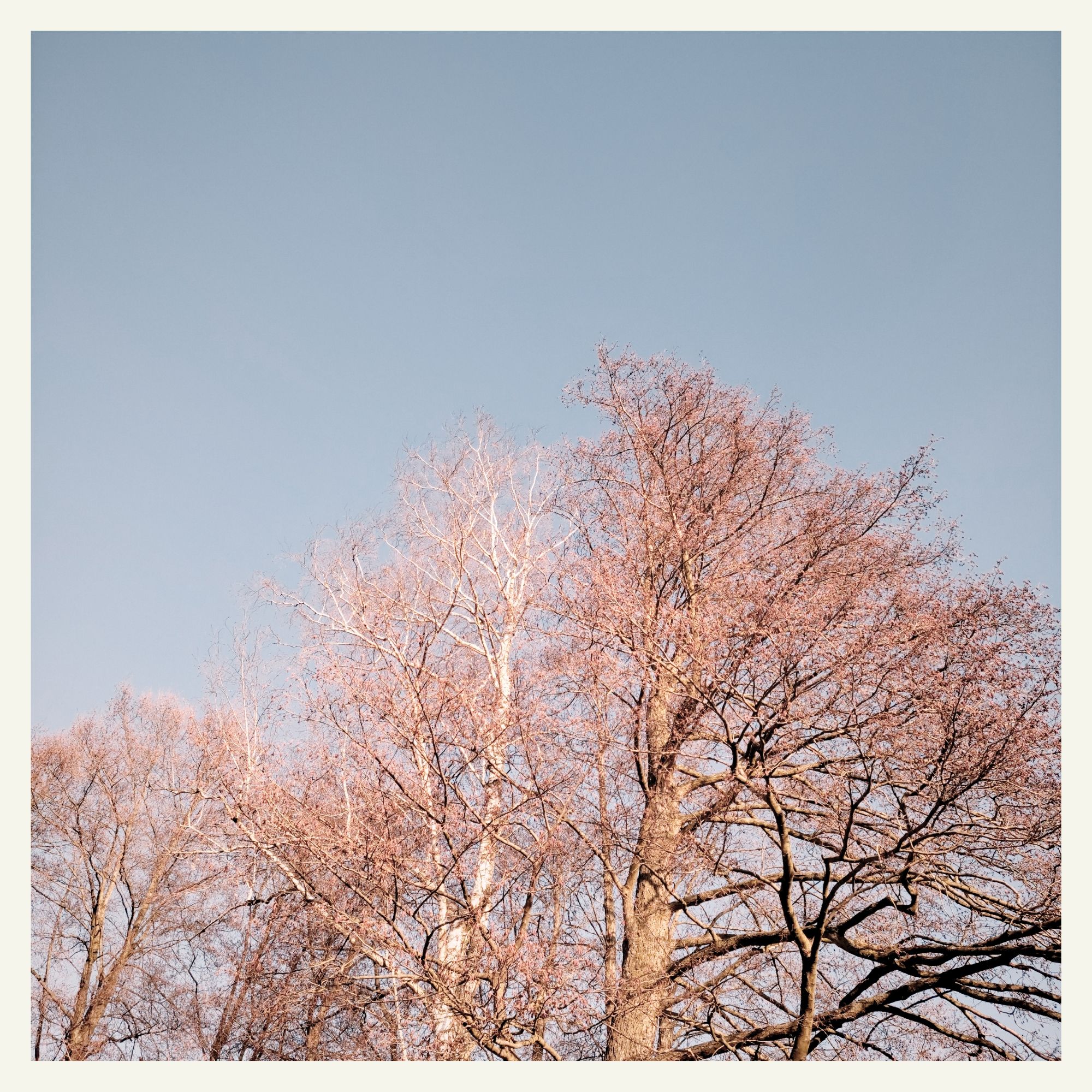 Pale trees in front of blue sky.