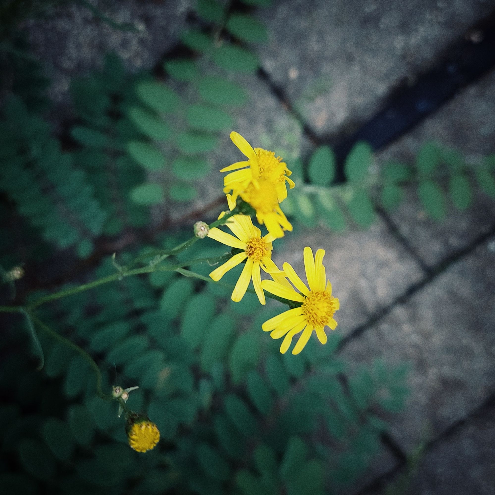 Gelbe kleine Blüten über grünen Zweigen und Pflastersteinen eines Fußweges.