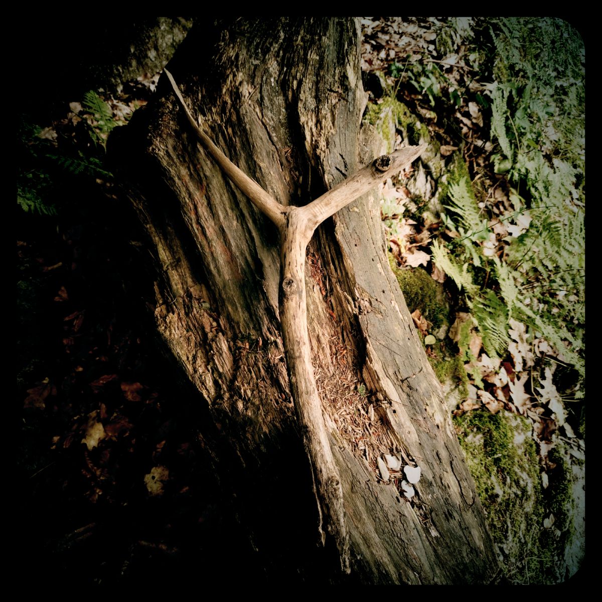 A y-shaped twig on an old mossy tree.