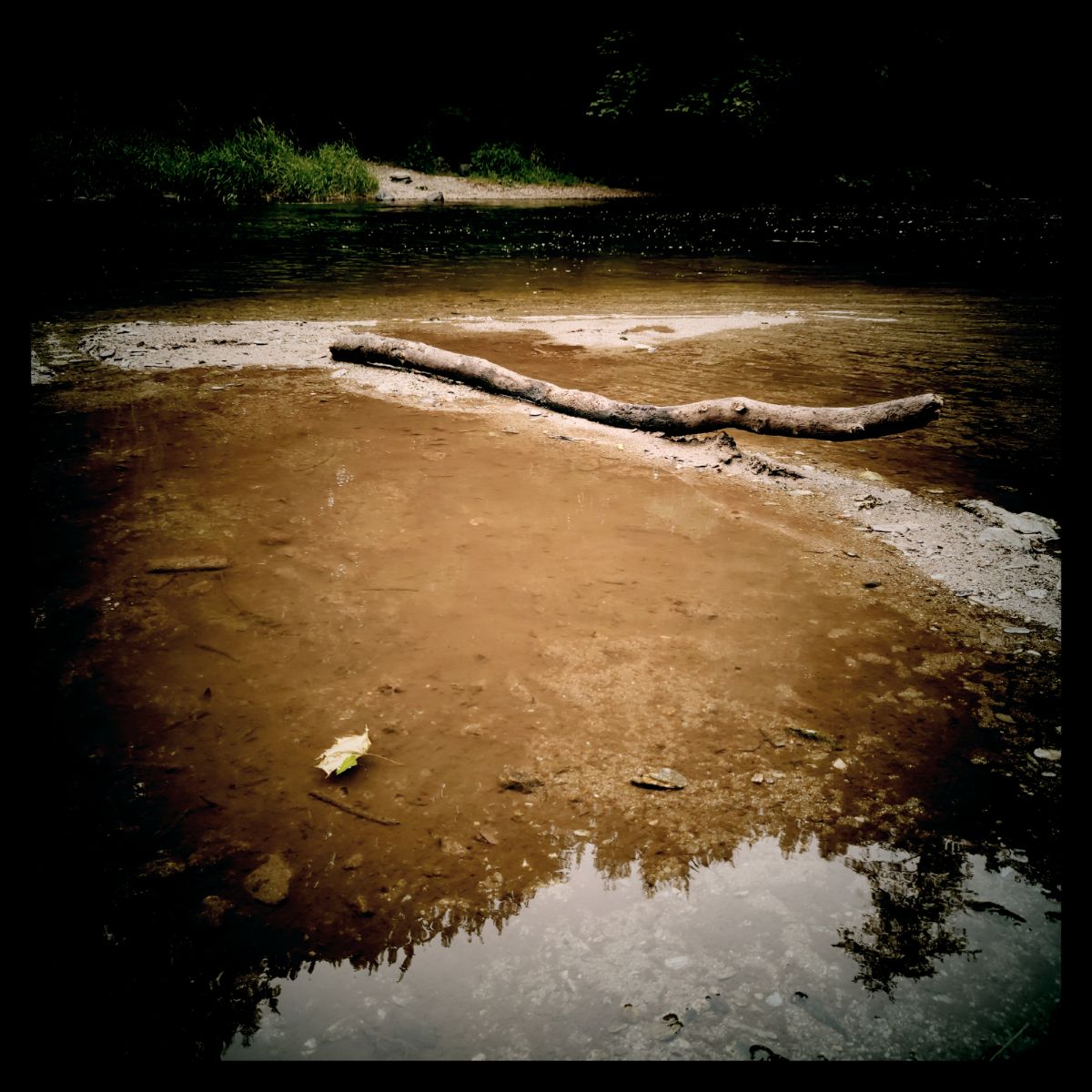 River banks, a long branch of wood and a leaf drifting in shallow water.