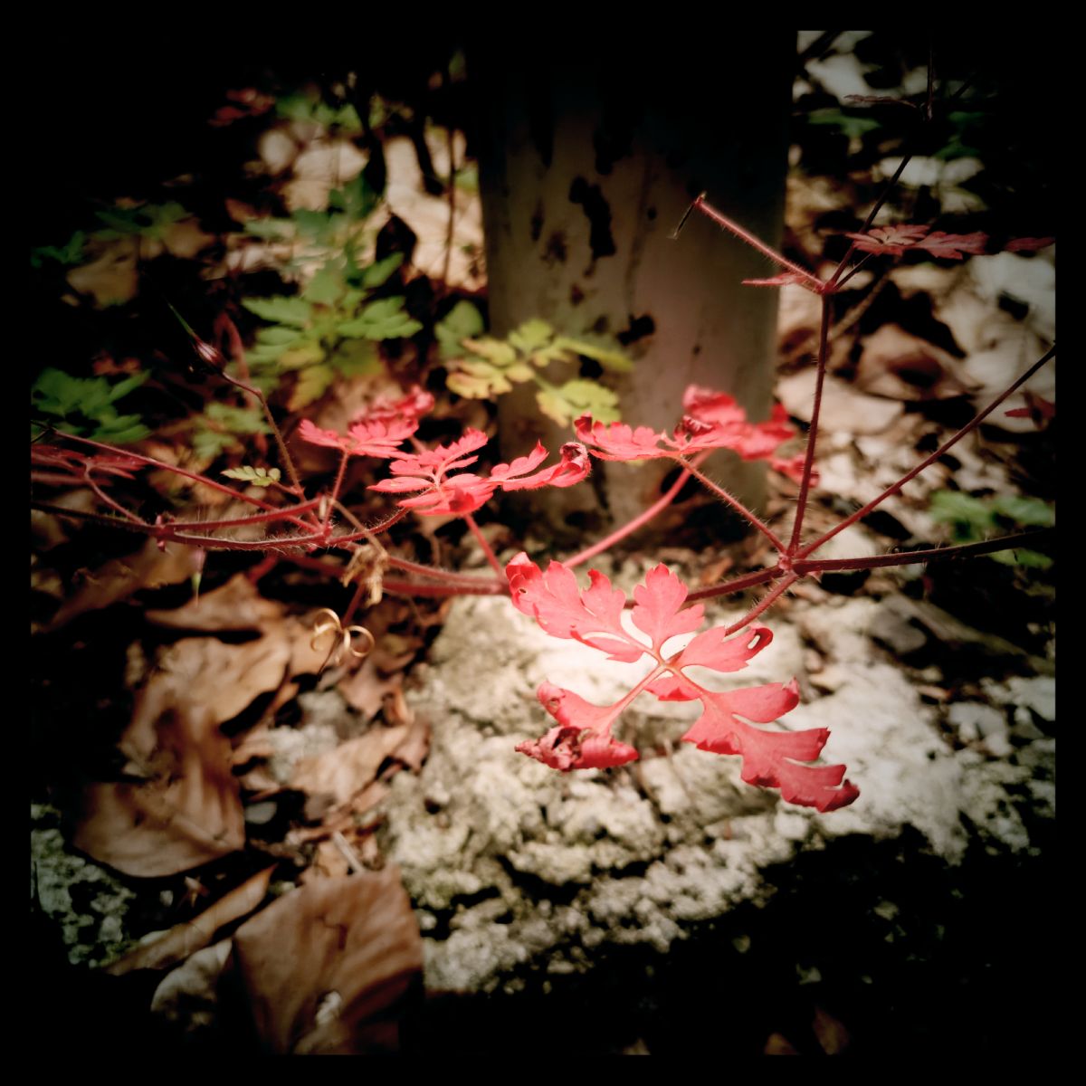 Low-growing plants with red leaves in front of an iron pole.