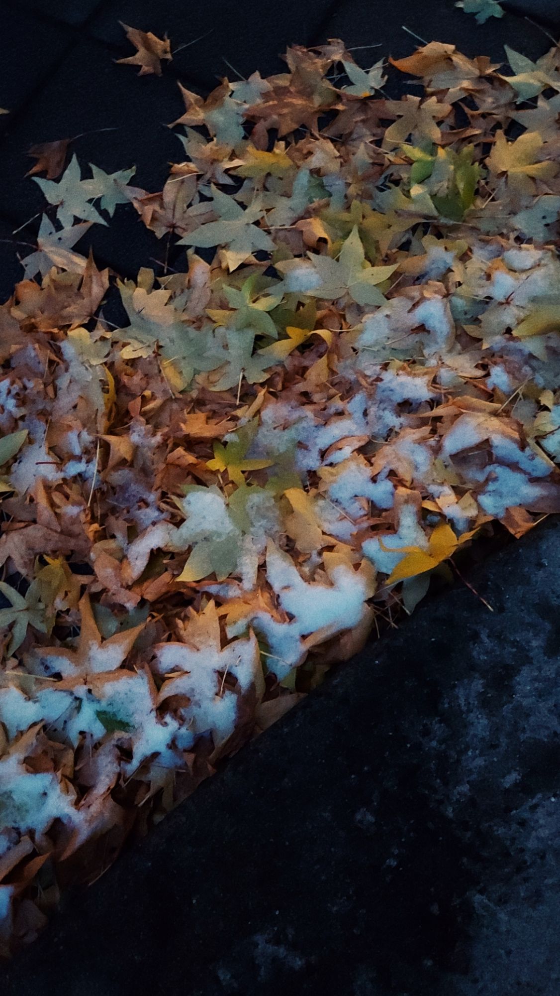 Yellow and brown leaves on concrete. Snow in between.